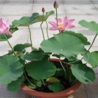 荷花、綠荷水生、荷花盆景價(jià)格
