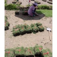 賓陽縣馬尼拉草皮批發(fā)價，賓陽縣草皮/草坪，賓陽縣綠化草坪