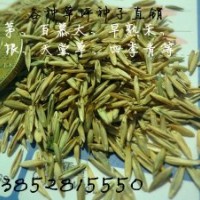 草坪種子價(jià)格