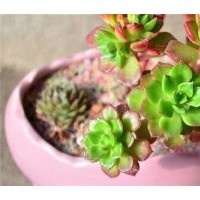 迷你花卉、大連花卉、綠馨花卉(多圖)