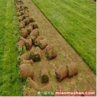 出售本地草坪