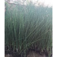 優(yōu)質(zhì)水生植物水蔥批發(fā)基地