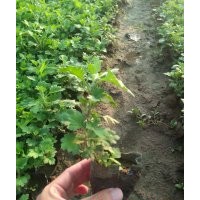 優(yōu)質(zhì)綠化草花地被菊批發(fā)基地
