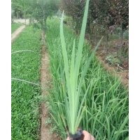 水生鳶尾批發(fā)價格 圖片