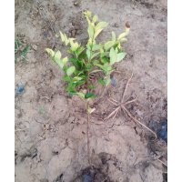 優(yōu)質(zhì)菖蒲批發(fā)/采購丶菖蒲_菖蒲價(jià)格