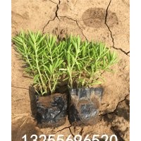 佛甲草圖片 佛甲草價格 佛甲草種植基地 佛甲草品種大全