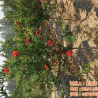 牡丹石榴批發(fā)|長春牡丹石榴|德豐農場(圖)