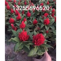 雞冠花什么時候開花 雞冠花品種大全 雞冠花價格 雞冠花批發(fā) 供應(yīng)