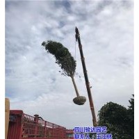 樂(lè)山桂花樹(shù)|駿達(dá)園藝|雅安桂花樹(shù)品種