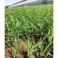 供應10-40公分大花萱草 山東大花萱草種植基地