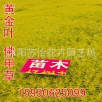 金葉佛甲草