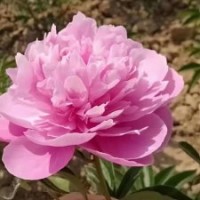 觀賞芍藥