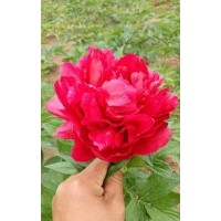 芍藥