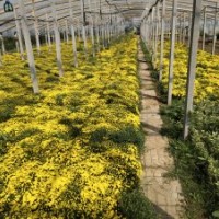 國慶菊供應，山東國慶菊批發(fā)，國慶菊基地，歡迎選購