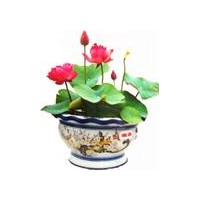 出售觀賞荷花、睡蓮種苗