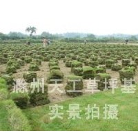 滁州馬尼拉草皮