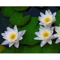 成都香水蓮工程苗木供應