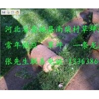 我基地長(zhǎng)年出售草坪，以高羊茅、早熟禾為主