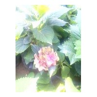 供應(yīng)繡球（八仙花）、金盞菊、天人菊、地被菊、福祿考、千屈菜