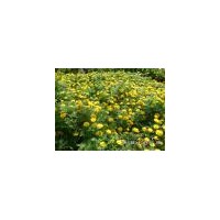 供應(yīng) 萬(wàn)壽菊 金娃娃萱草，馬蓮，鳶尾，八寶