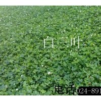 優(yōu)質(zhì)綠化用草種：白三葉、高羊茅、紫穗槐、百脈根