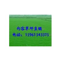 農(nóng)戶特價(jià)大量供應(yīng)百慕大與黑麥草混播草坪