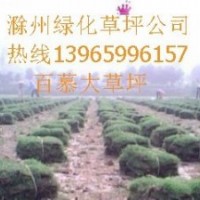 百慕大草坪