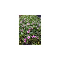 長春花 日日春