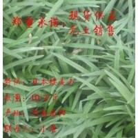 日本矮麥冬
