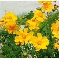 金雞菊