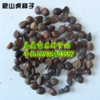 爬山虎種子怎么種