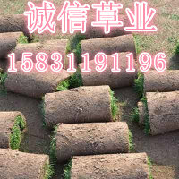 河北草坪價(jià)格 山西草坪價(jià)格 山東草坪價(jià)格
