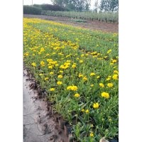 黑心菊、金雞菊、天人菊、荷蘭菊、松果菊、菊花