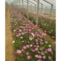 青州草花