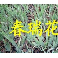 德國鳶尾，花葉美人蕉，蛇莓