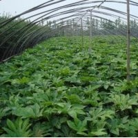 常年出售爬山虎，八角金盤，長春藤等耐蔭觀葉植物