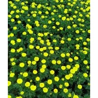 十一國(guó)慶節(jié)日草花青州草花