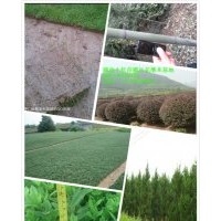 廣西馬尼拉草皮 廣西 湖南草皮 衡陽馬尼拉草坪 廣東草坪 廣東馬
