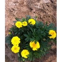 青州草花