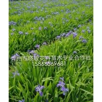 山東宿根花卉批發(fā)