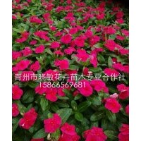 山東長春花價格