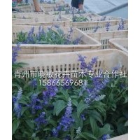 供應(yīng)藍(lán)花鼠尾草價格