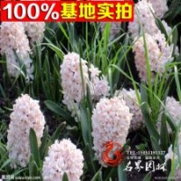 基地批發(fā)進(jìn)口風(fēng)信子種球水培植物