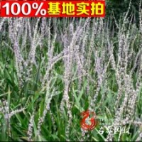 基地常年批發(fā)吉祥草可盆栽?xún)?yōu)質(zhì)