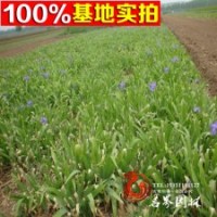 紫花、水生、藍花鳶尾苗工程綠植