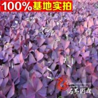 蘇北苗圃大量供應(yīng)紫葉榨漿草