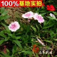 基地長(zhǎng)期供應(yīng)彩色地被植物羽裂石竹