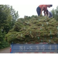 百慕大草皮