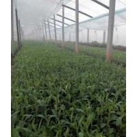 柳葉馬鞭草種植方法|山東馬鞭草價(jià)格|柳葉馬鞭草基地