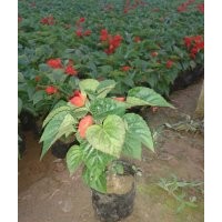 一串紅批發(fā) 山東一串紅價(jià)格 青州一串紅基地